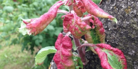 Zašto se listovi stabla jabuke uvijaju u čamcu, u cijev: šta učiniti, kako obraditi